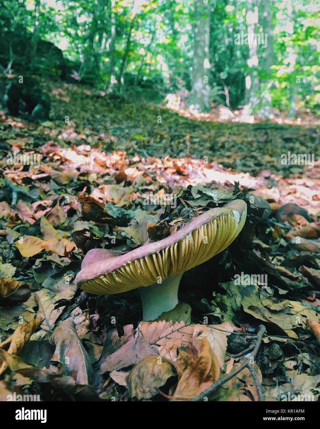 Close-up d'un champignon et les feuilles d'automne dans la forêt Banque D'Images
