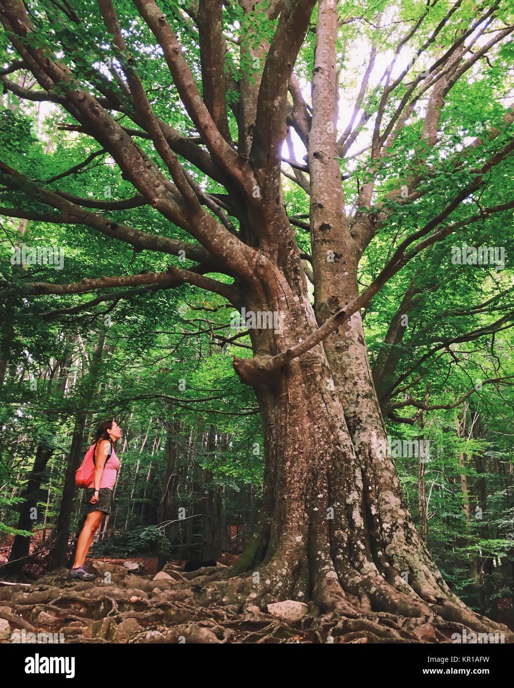 Femme debout dans la forêt à la recherche jusqu'à un arbre Banque D'Images