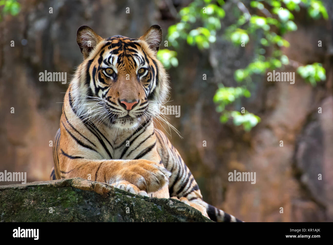 Portrait d'un tigre de Sumatra Banque D'Images