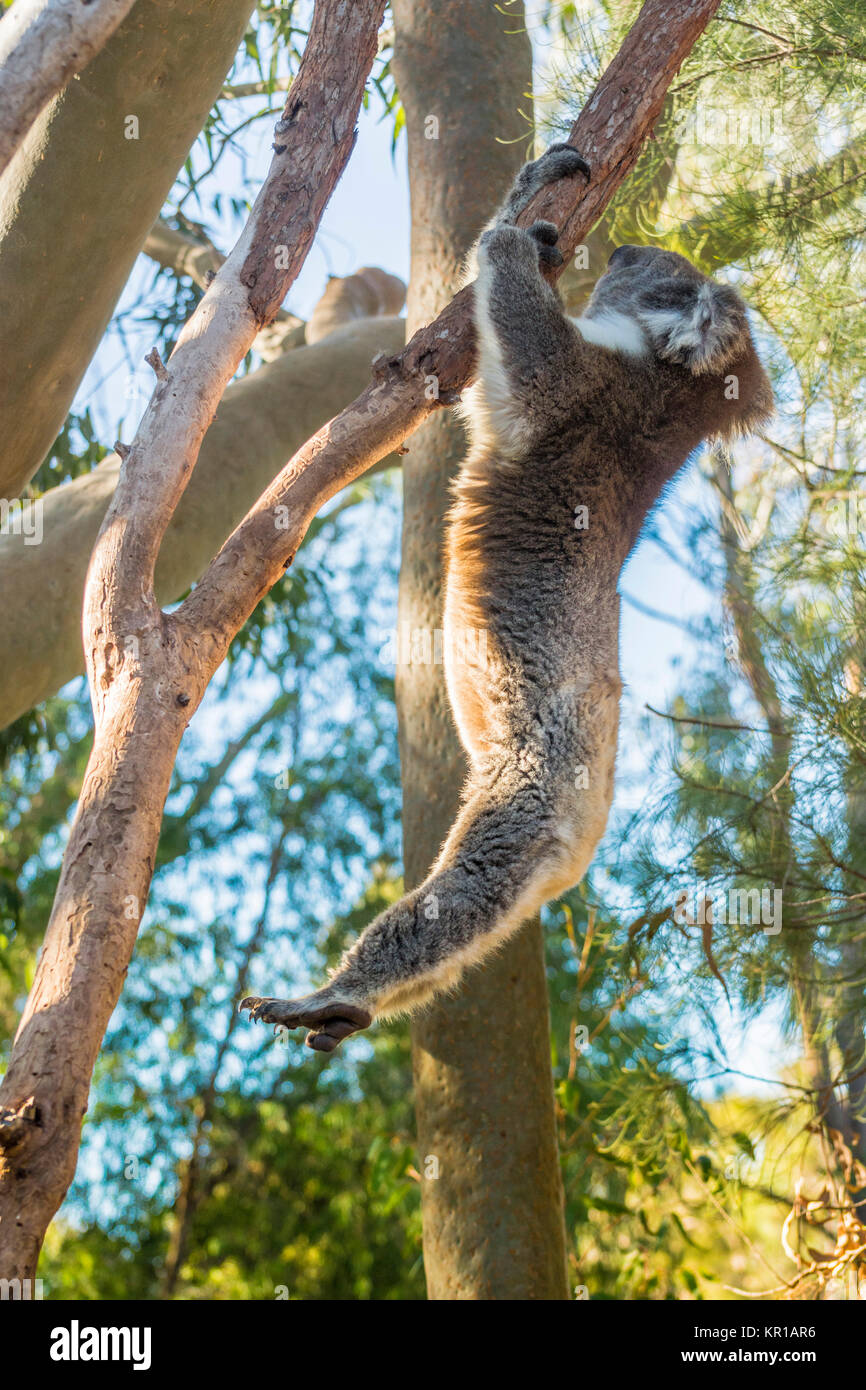 Le Koala une escalade gum tree, Australie Banque D'Images