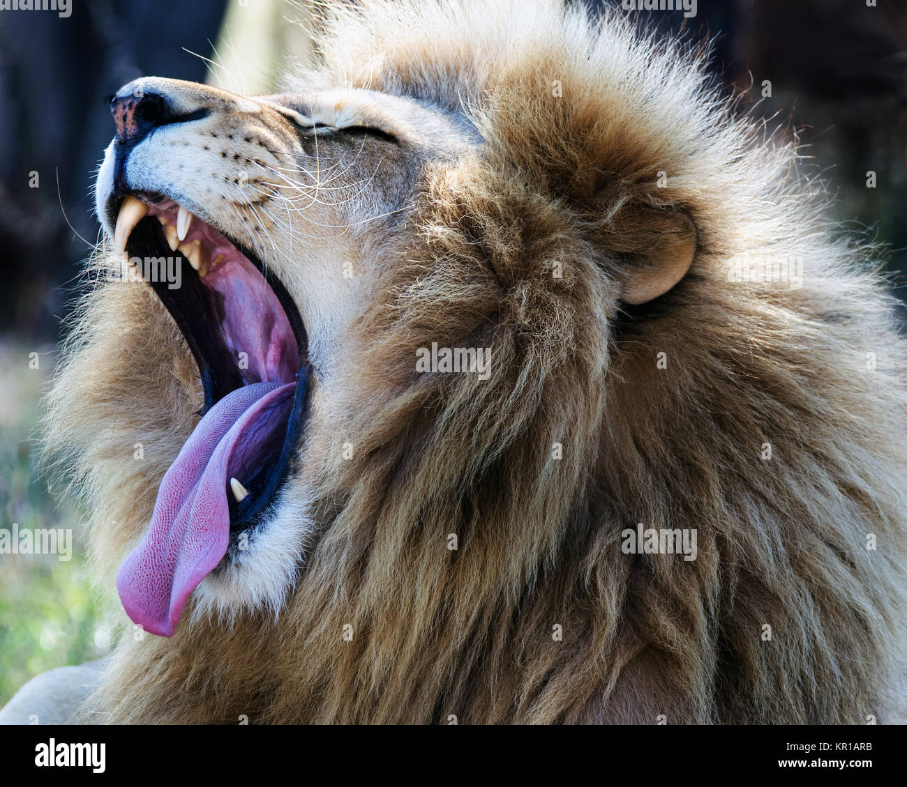 Portrait d'un lion rugissant, Afrique du Sud Banque D'Images