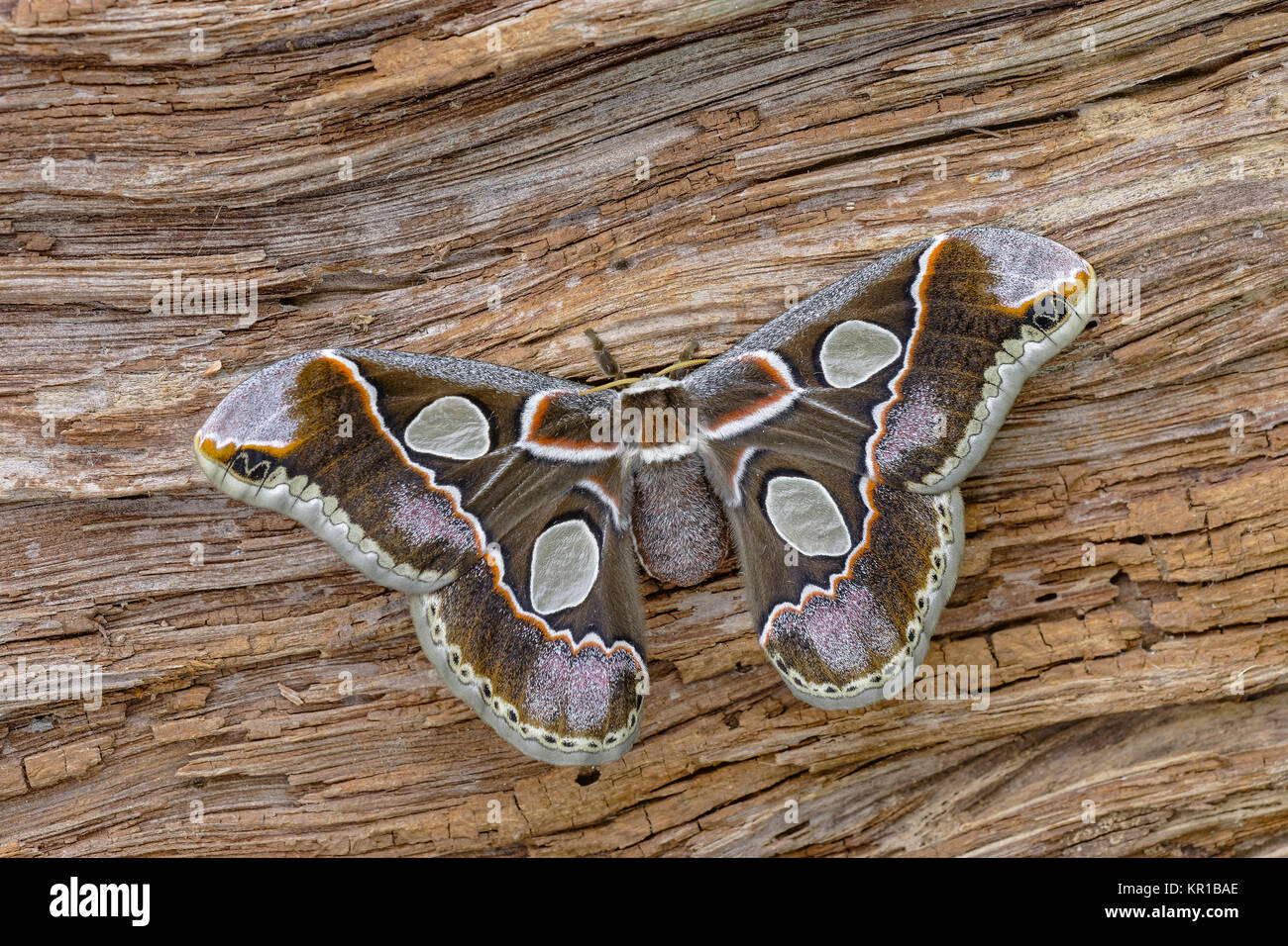 Forbes (Silkmoth Rothschildia lebeau forbesi) femelle adulte sur log. Remarque Les grandes fenêtres claires (hyalin) sur les ailes. Banque D'Images