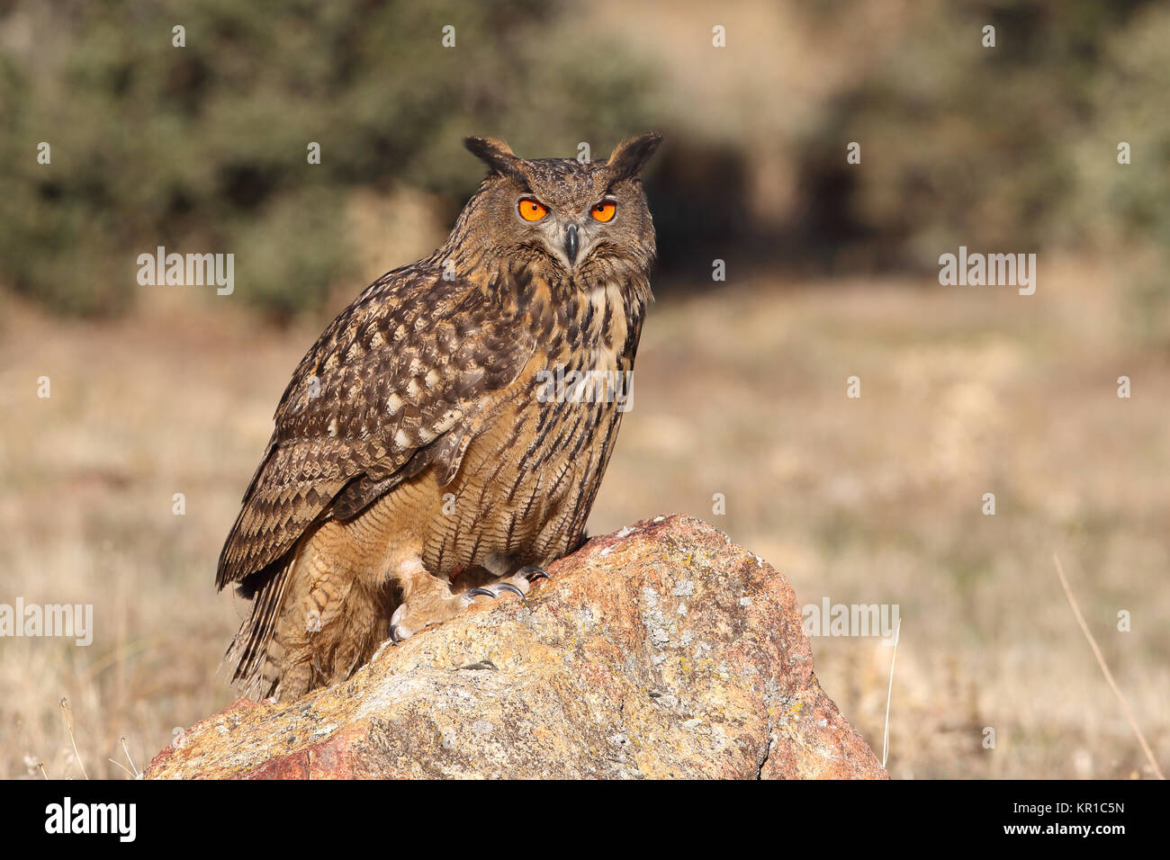 Eagle Owl entre les rochers Banque D'Images