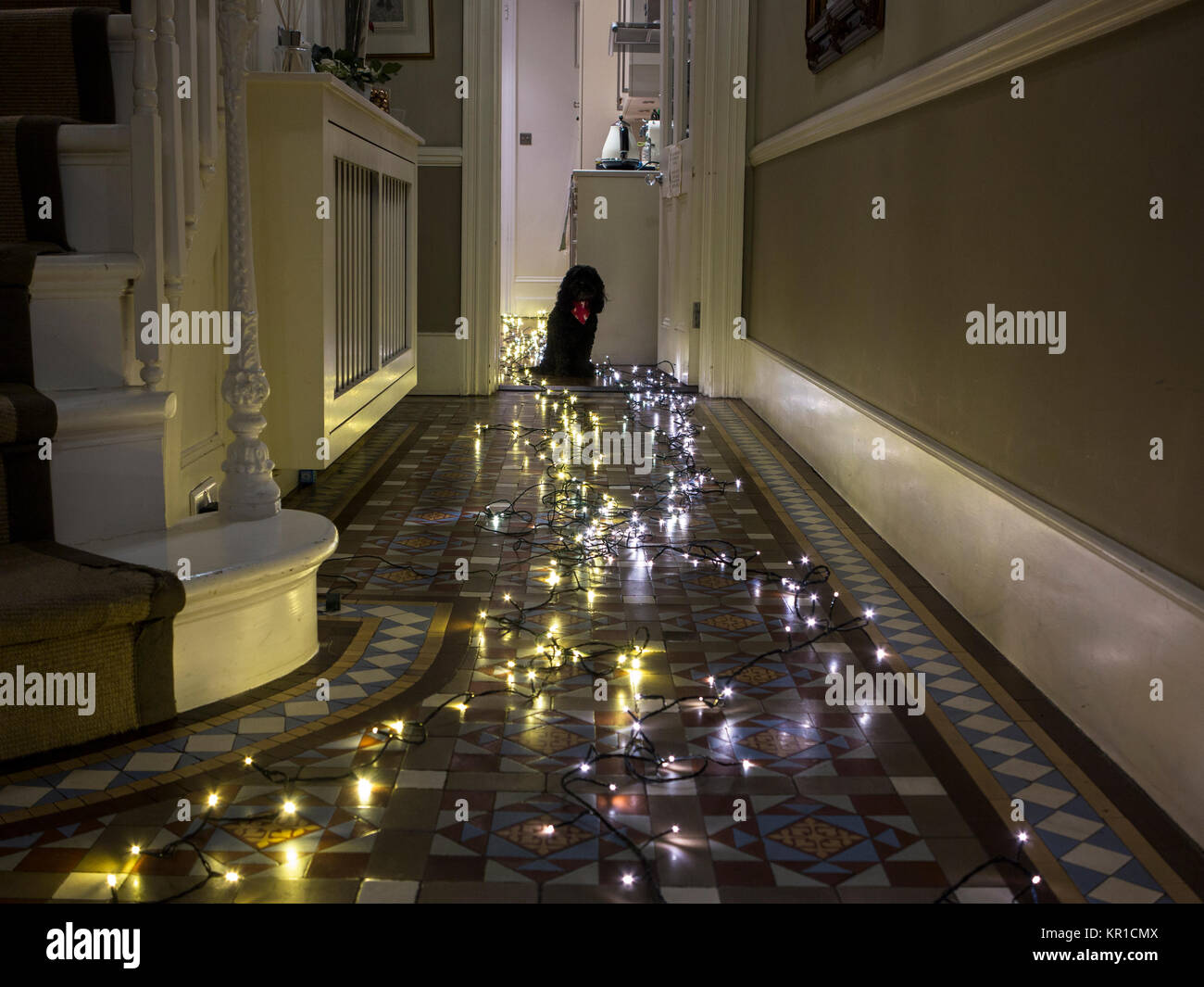 Un chien dans un couloir plein de lumières de Noël Banque D'Images