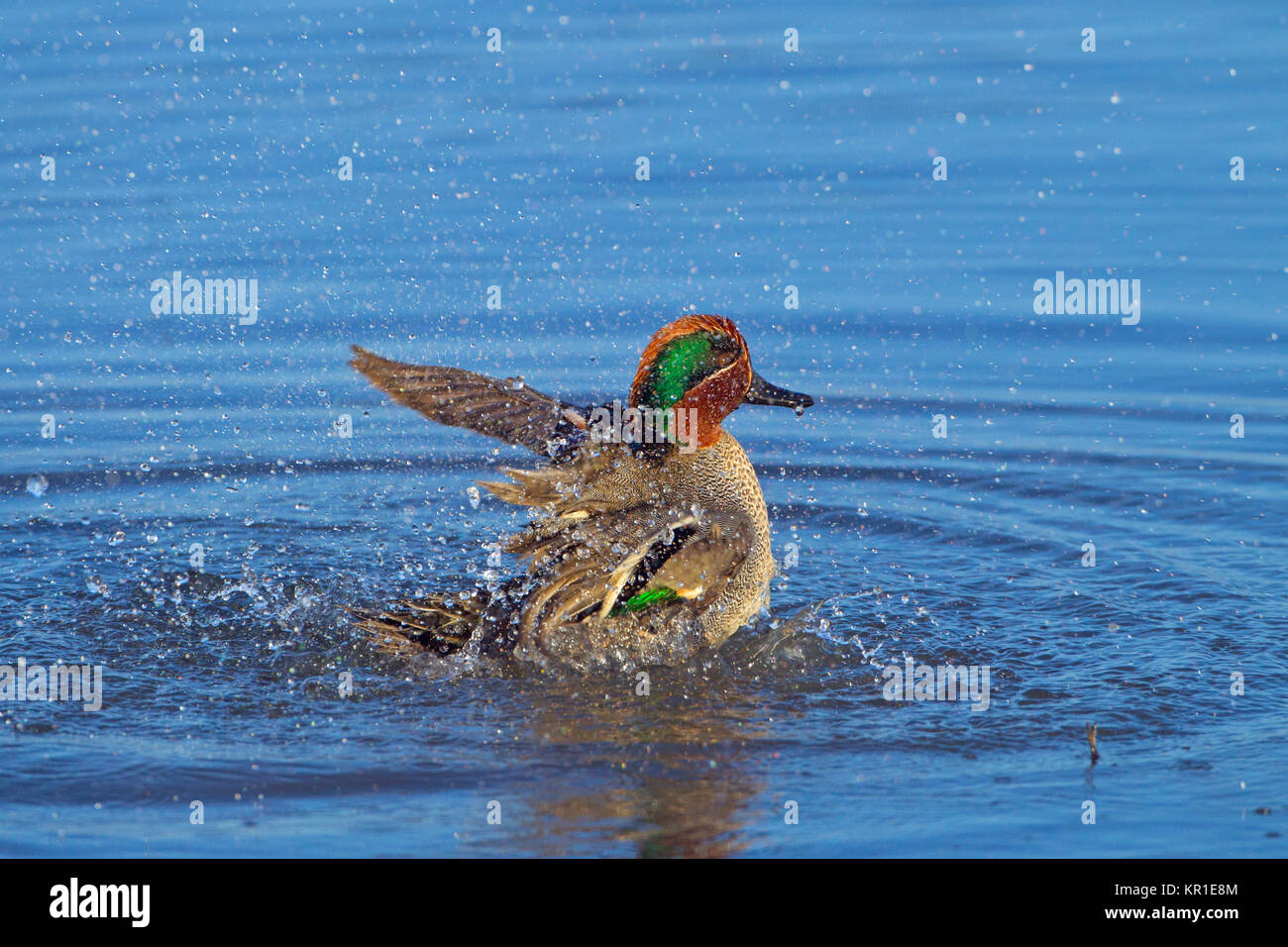 Teal Anas crecca Drake se baigner dans le ruisseau côtier à Titchwell Norfolk Banque D'Images