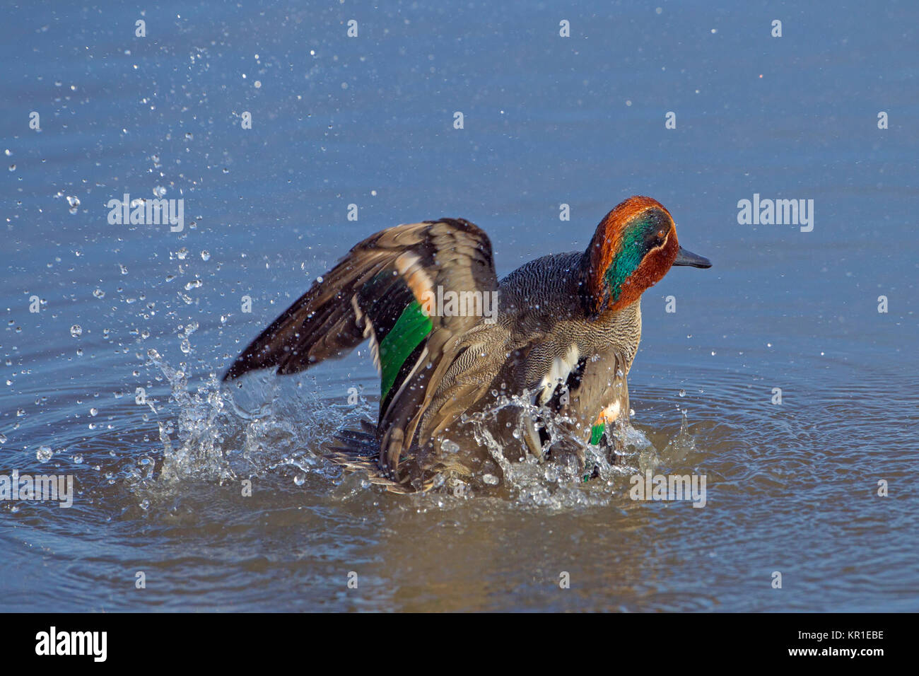 Teal Anas crecca Drake se baigner dans le ruisseau côtier à Titchwell Norfolk Banque D'Images