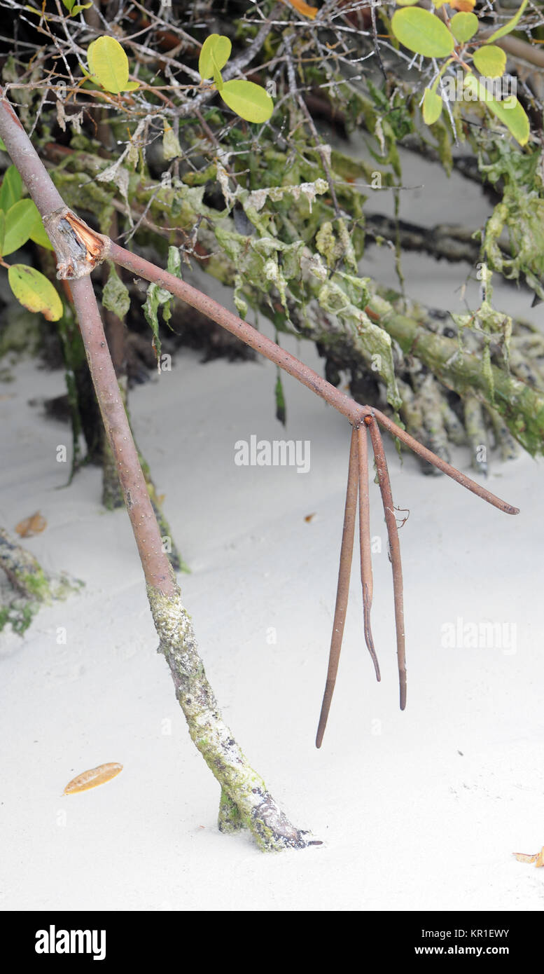 Racines de palétuvier rouge (Rhizophora mangle) plongent dans le sable blanc. Tortuga Bay. Puerto Ayora, Santa Cruz, Galapagos, Equateur. Banque D'Images