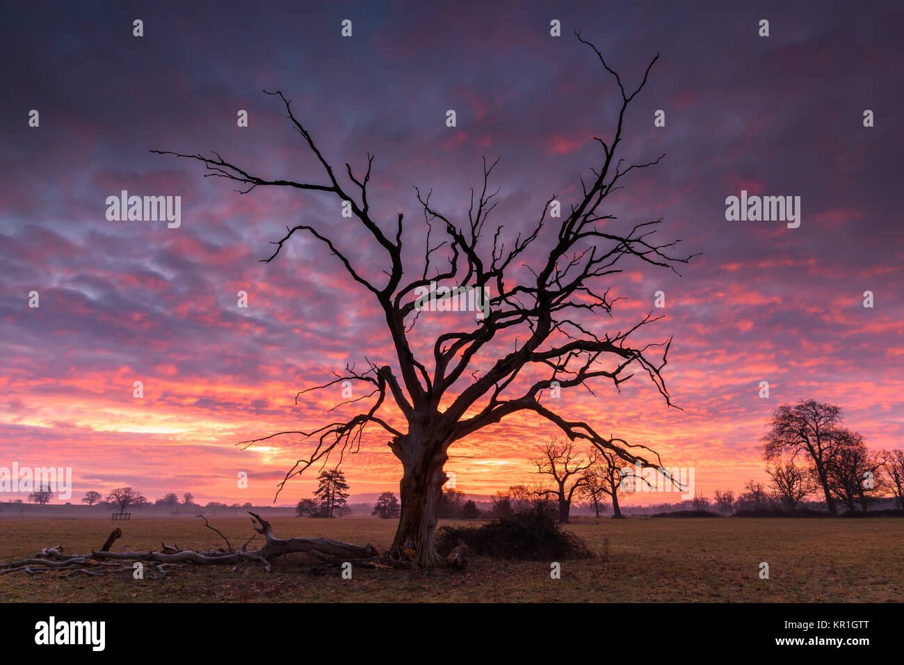 Lever du soleil derrière un arbre mort Banque D'Images