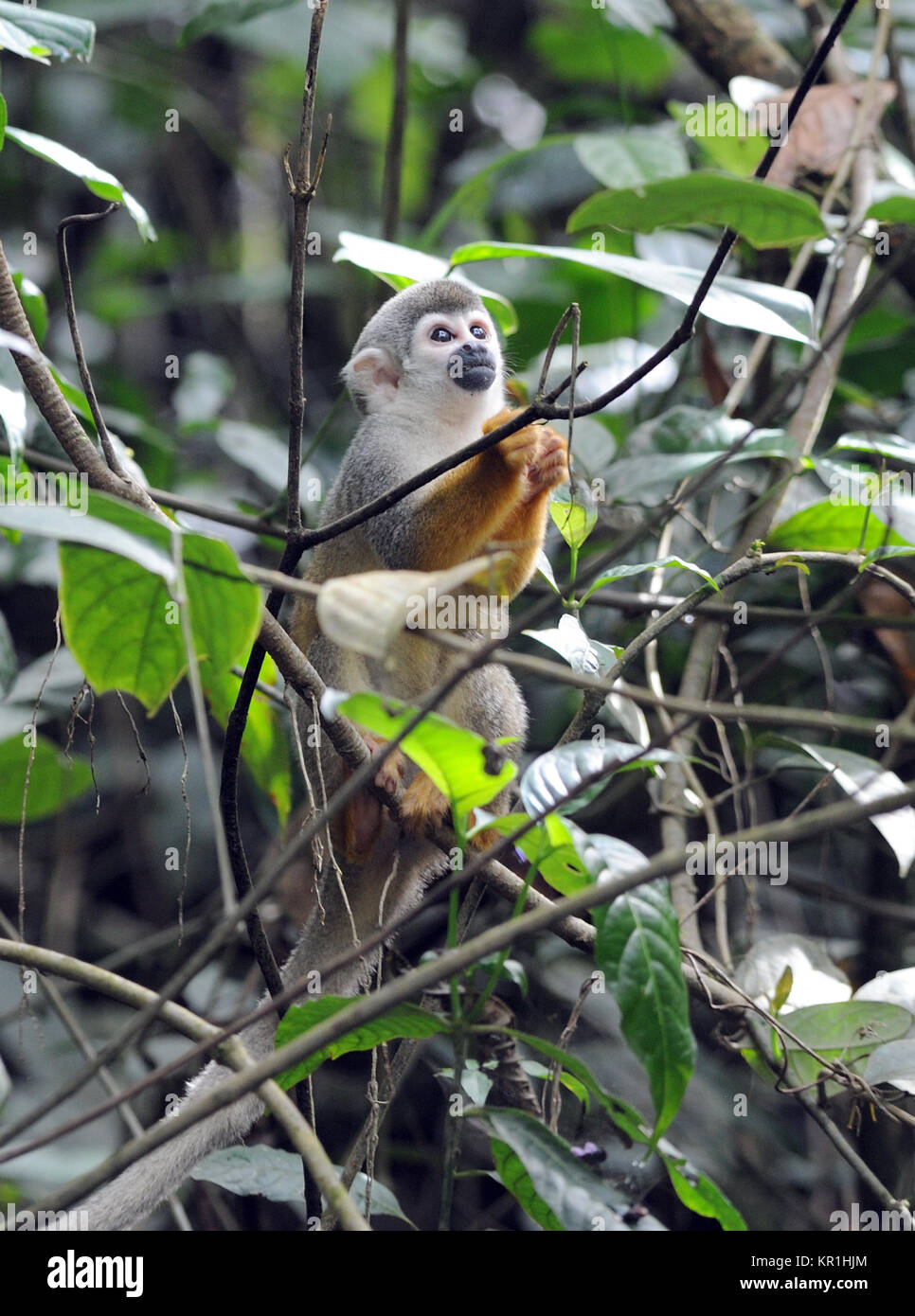Un singe-écureuil commun ou d'Amérique du Sud singe écureuil (Saimiri sciureus) fourrages pour l'alimentation dans la cime des arbres. Le Parc National yasuní, Amazon, Equateur Banque D'Images