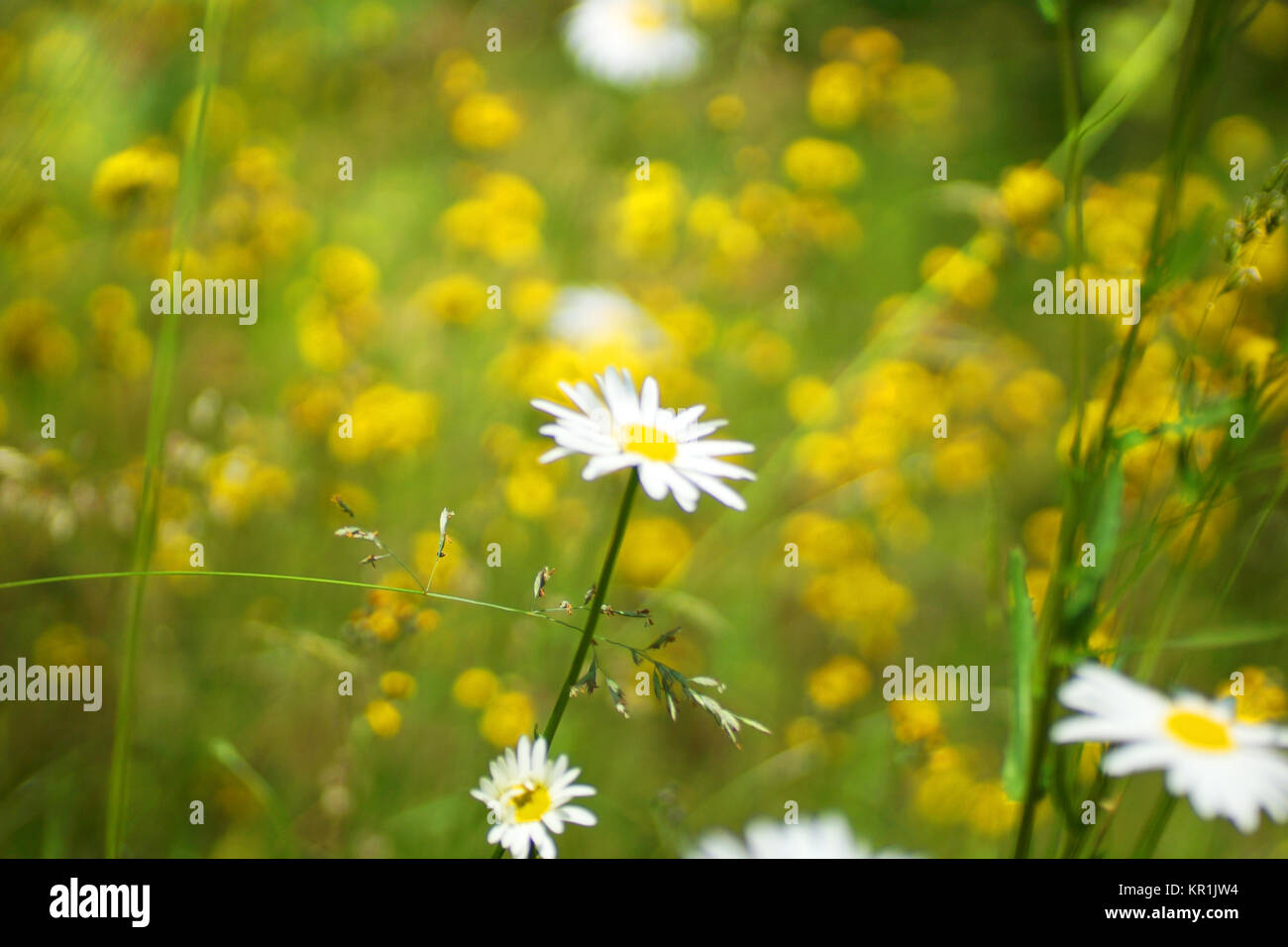 Fleurs et l'herbe éclairées par la lumière du soleil chaud de l'été sur un pré, abstract backgrounds naturel pour votre conception. Camomille Meadow Banque D'Images