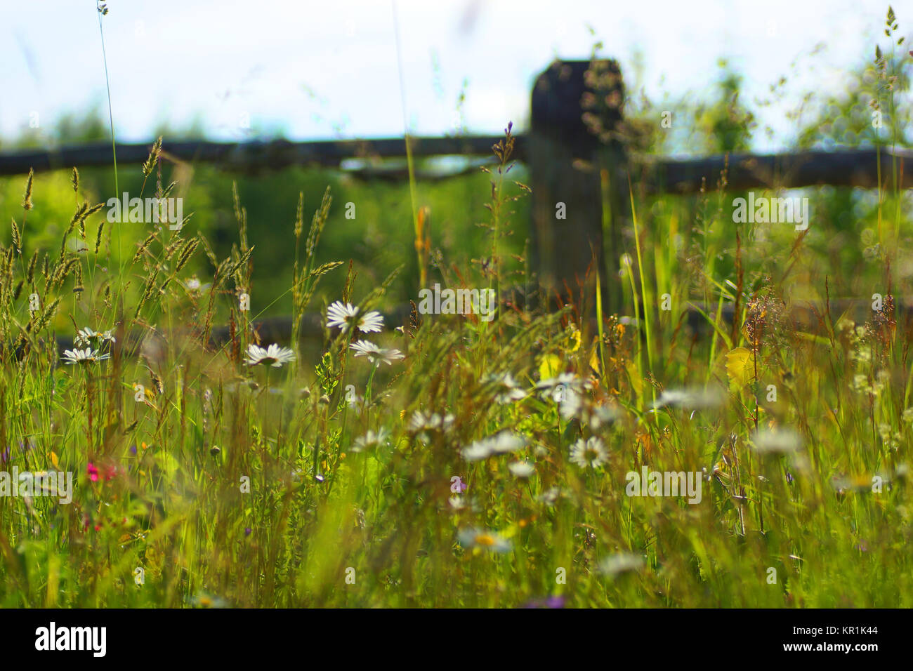 Fleurs et l'herbe éclairées par la lumière du soleil chaud de l'été sur un pré, abstract backgrounds naturel pour votre conception. Camomille Meadow Banque D'Images