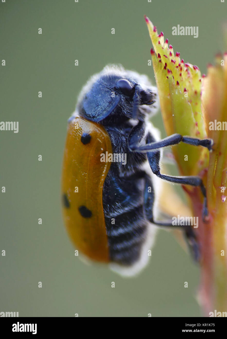 Lachnaia italica, Coleoptera souvent confondu avec les coccinelles. Banque D'Images