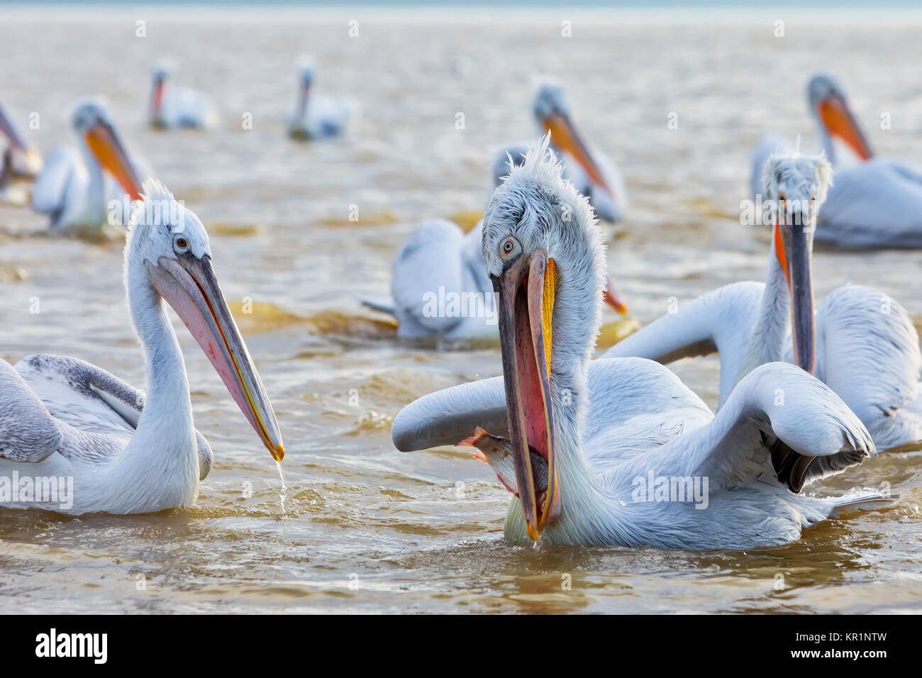 Pelican 'Dalmatian' ouvre la bouche et capture le poisson qu'un pêcheur se jeta au lac Kerkini, Grèce. Les pêcheurs de la région alimentent les pelica Banque D'Images