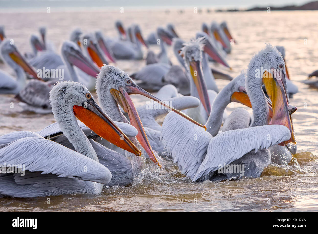 Pelican 'Dalmatian' ouvre la bouche et capture le poisson qu'un pêcheur se jeta au lac Kerkini, Grèce. Les pêcheurs de la région alimentent les pelica Banque D'Images