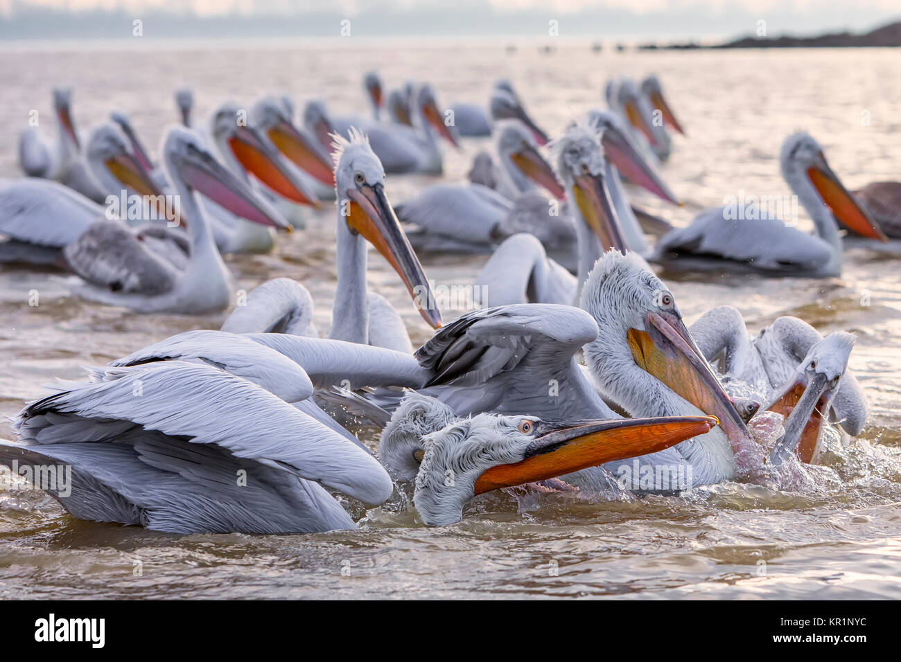 Pelican 'Dalmatian' ouvre la bouche et capture le poisson qu'un pêcheur se jeta au lac Kerkini, Grèce. Les pêcheurs de la région alimentent les pelica Banque D'Images