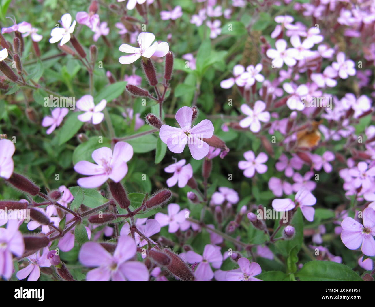 Rouge en fleurs,saponaire arenaria montana Banque D'Images