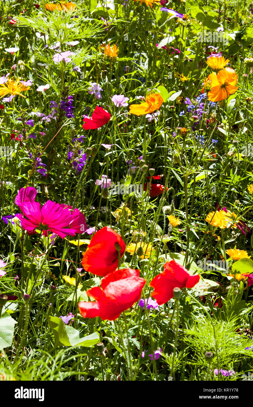 Domaine de l'été, fleurs sauvages, Marguerite, coquelicot, très coloré, jaune, vert, bleu, rouge, couleurs Banque D'Images