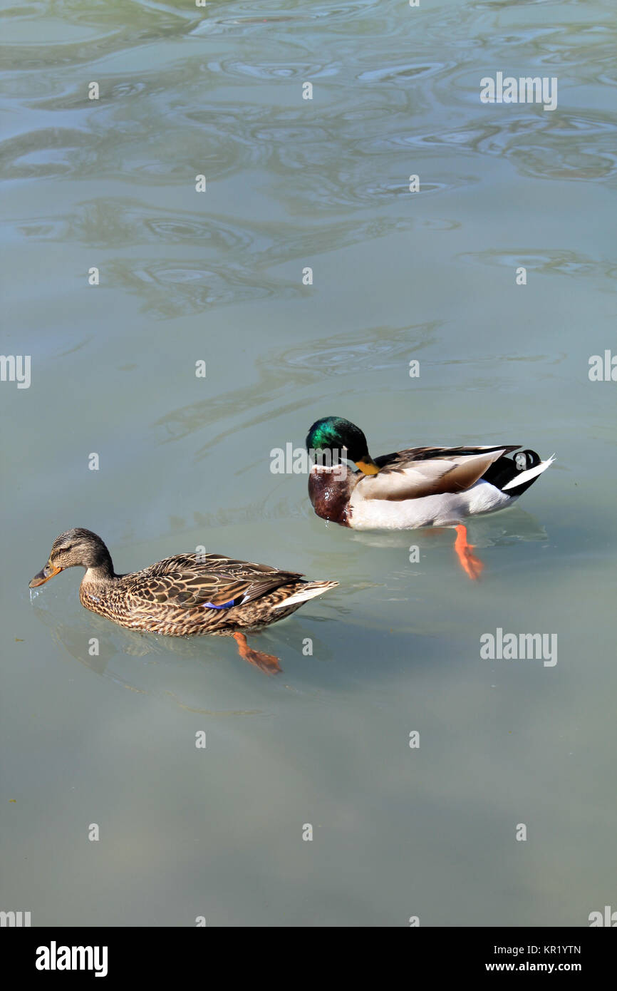 Les Canards colverts patauger dans un étang Banque D'Images