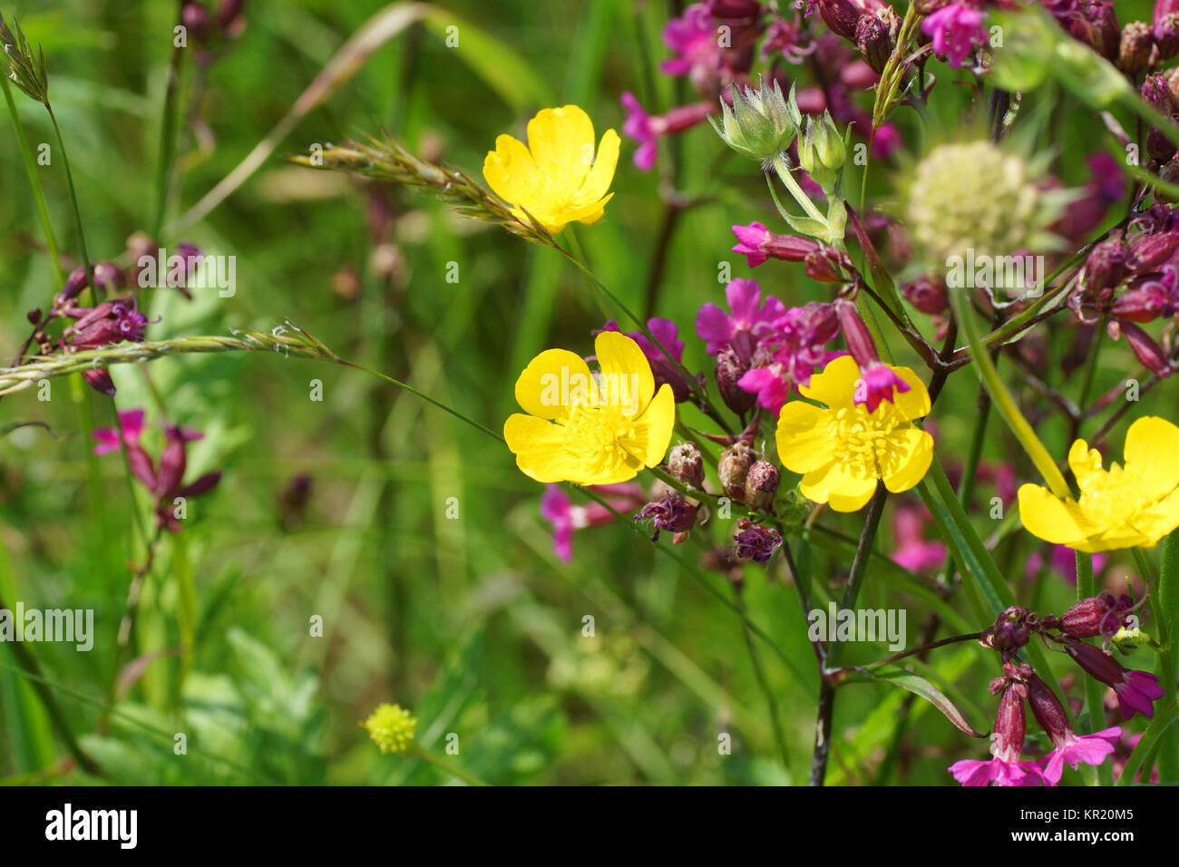 Fleurs et l'herbe éclairées par la lumière du soleil chaud de l'été sur un pré, abstract backgrounds naturel pour votre conception. Renoncule jaune prairie Banque D'Images