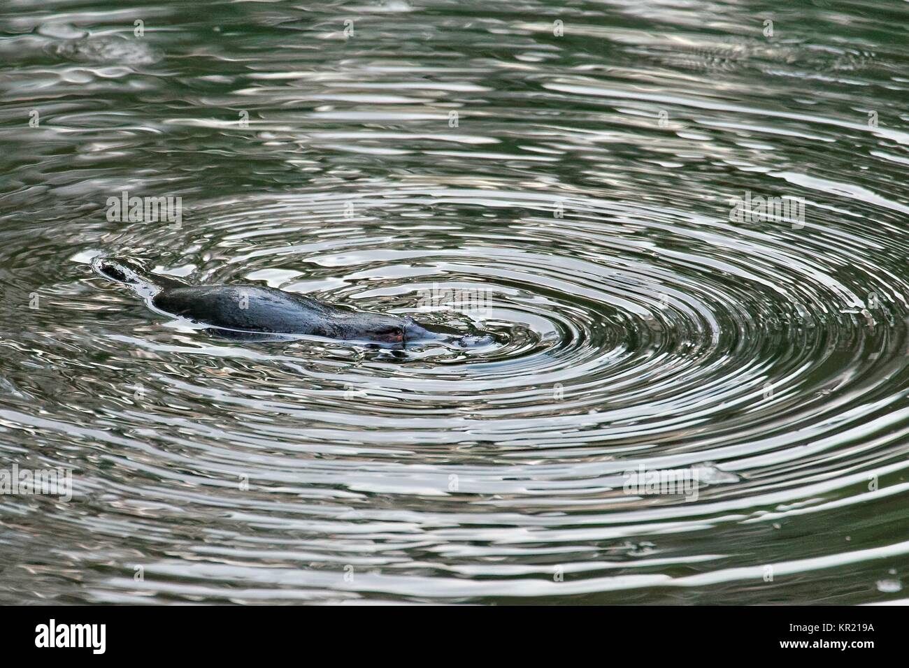 Schnabeltier Banque D'Images