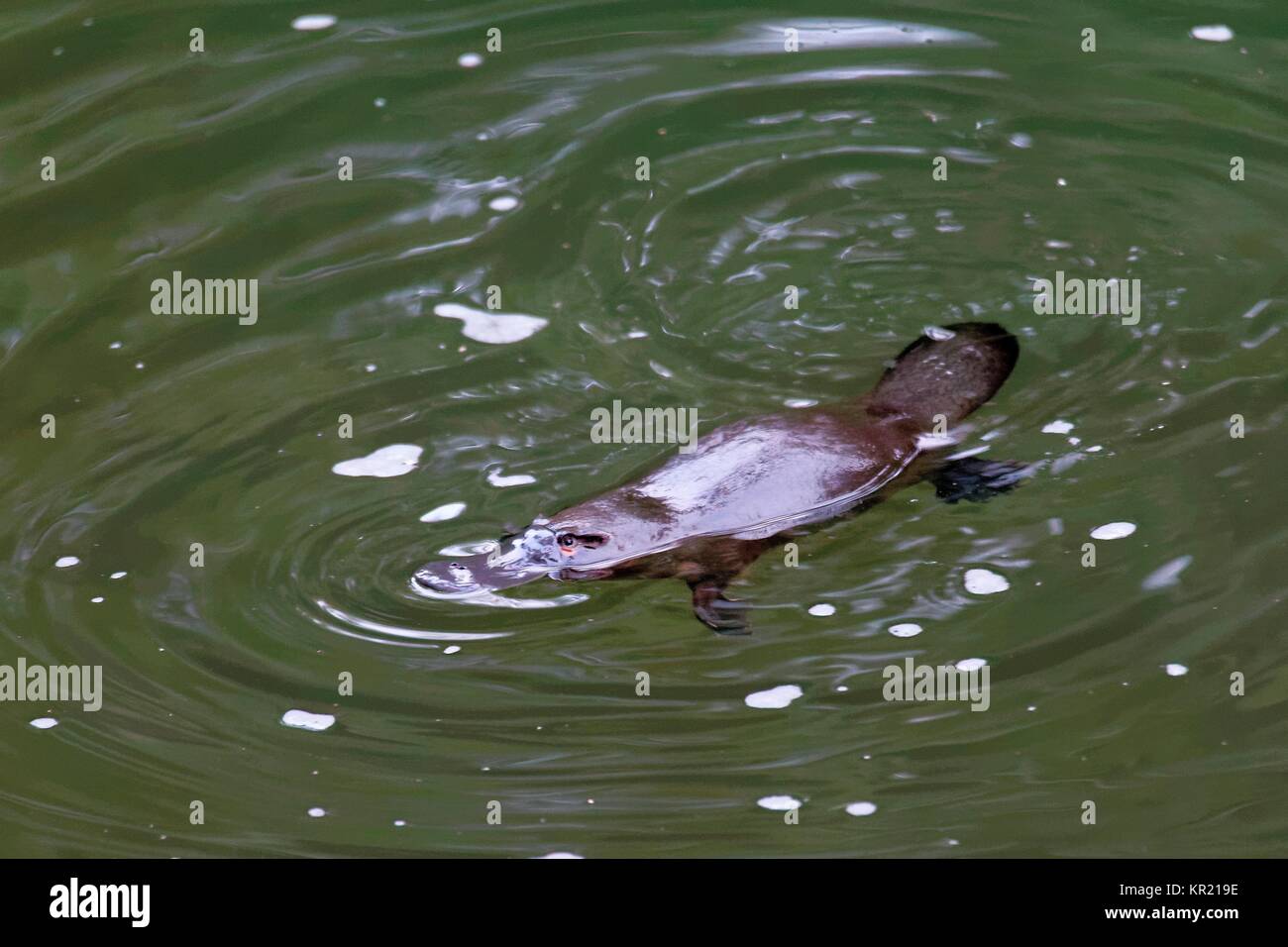 Schnabeltier Banque D'Images