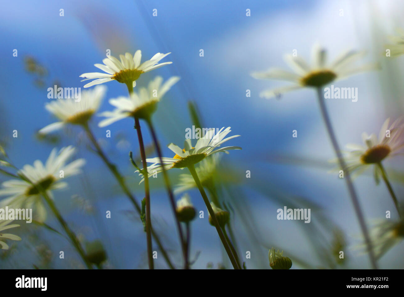 Fleurs et l'herbe éclairées par la lumière du soleil chaud de l'été sur un pré, abstract backgrounds naturel pour votre conception. Camomille Meadow Banque D'Images