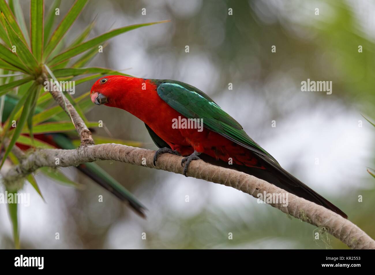 King parrot mâle Banque D'Images