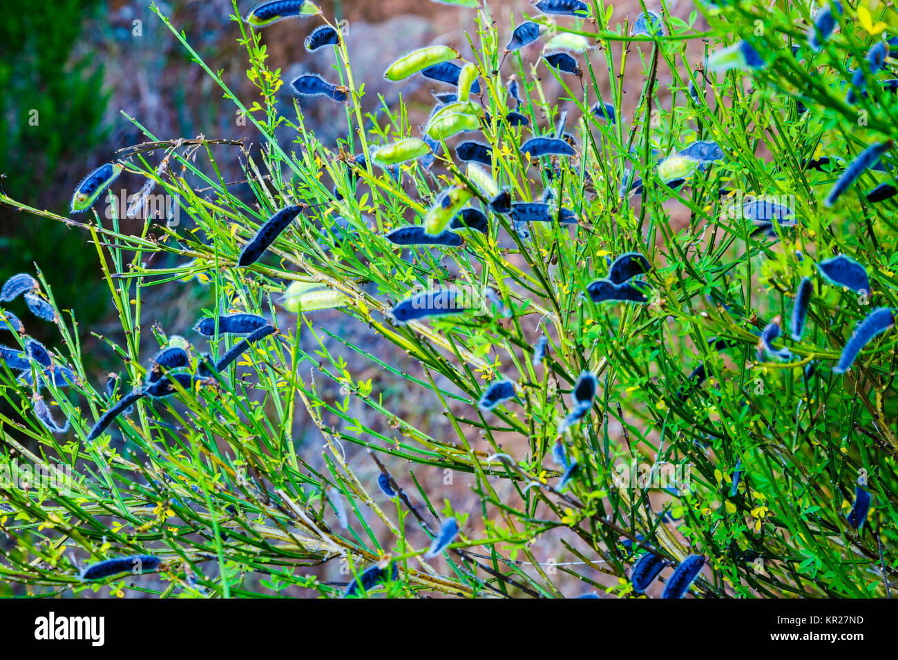 Politique commune à balais (Cytisus scoparius) fruits matures. Banque D'Images