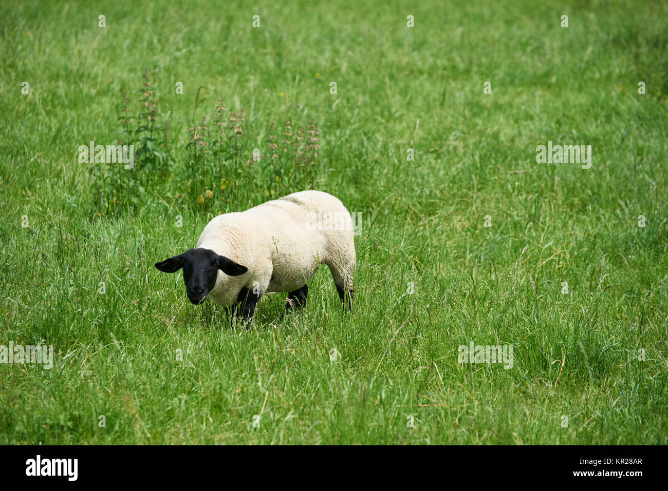 mouton de maison Banque D'Images