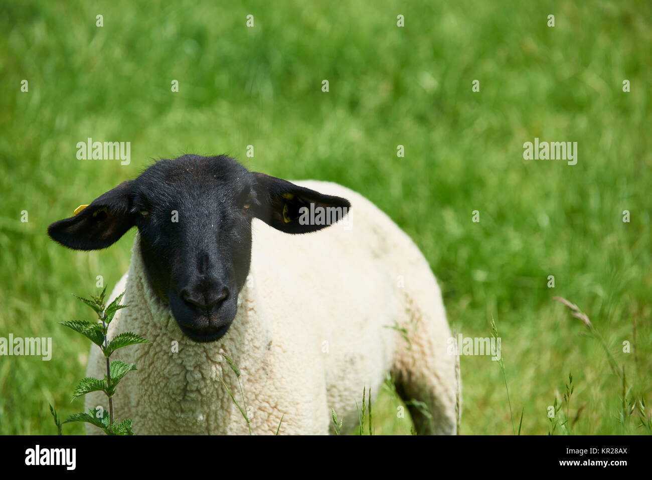 mouton de maison Banque D'Images