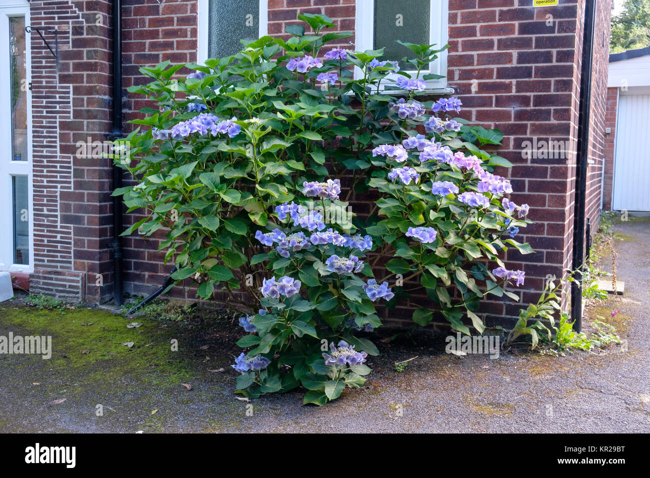 L'Hydrangea bush en fleur et en croissance dans l'allée en béton à côté d'une chambre Banque D'Images
