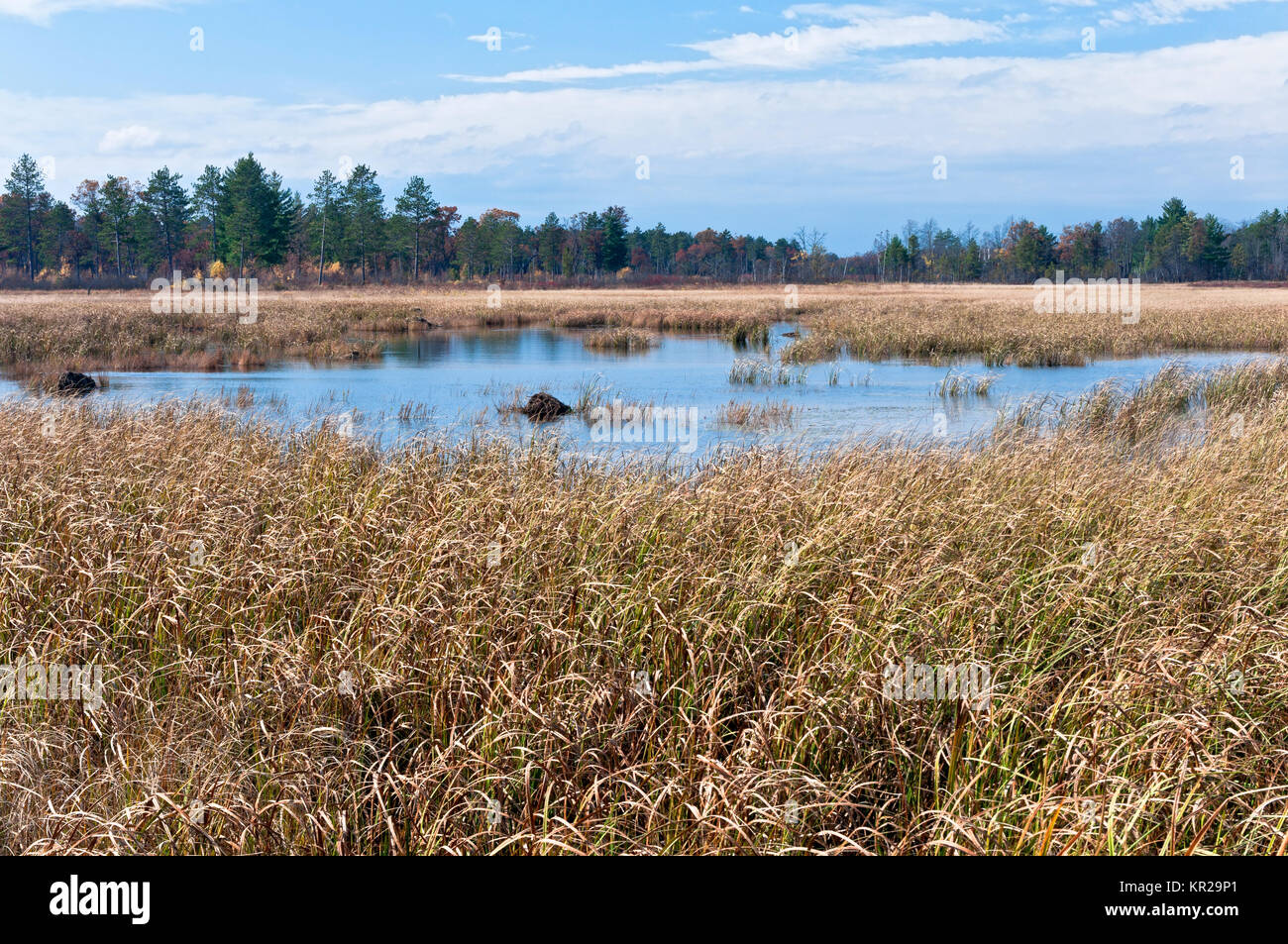 Terres humides et forêts de cariçaies à necedah wildlife refuge juneau comté au Wisconsin Banque D'Images