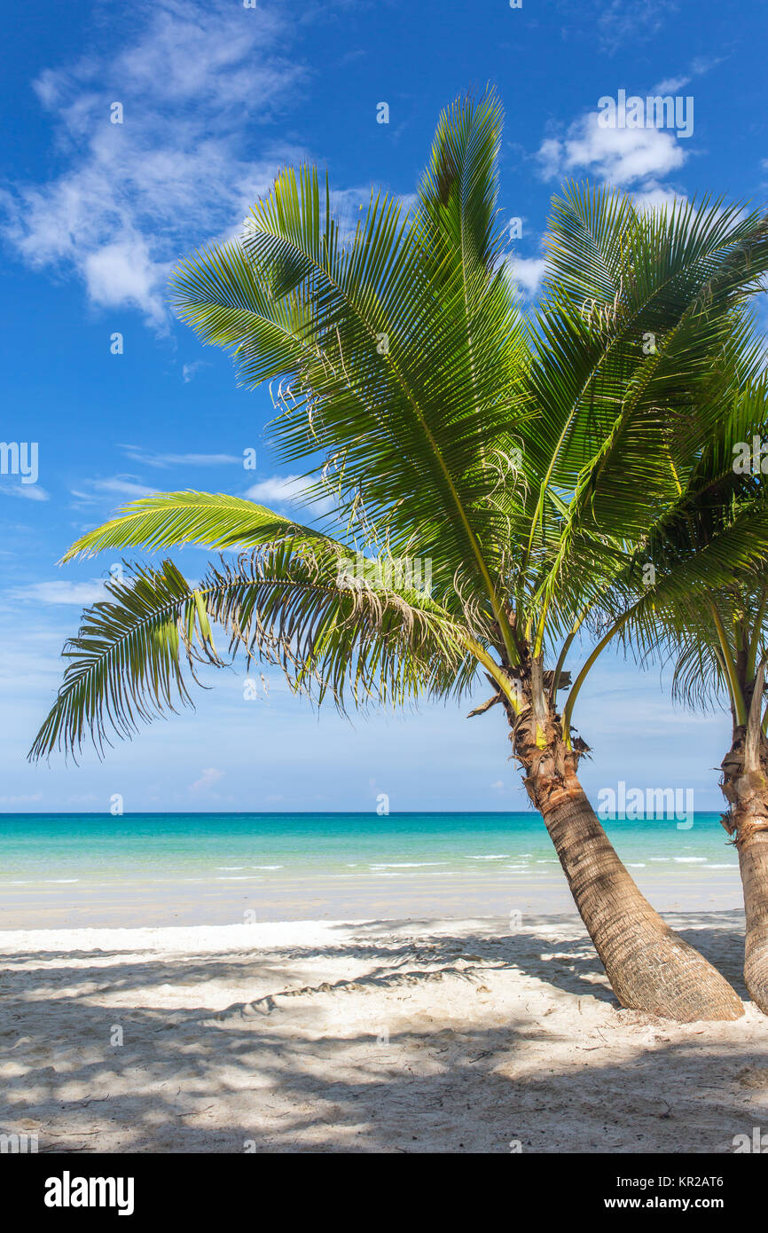 Palmiers sur la plage tropicale de Koh Kood island en Thailande Banque D'Images