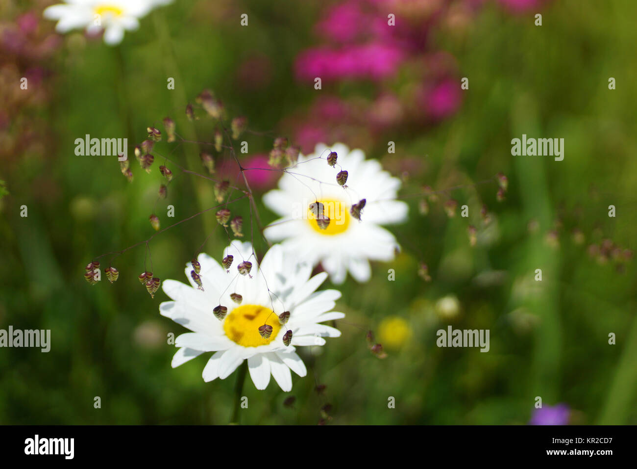 Fleurs et l'herbe éclairées par la lumière du soleil chaud de l'été sur un pré, abstract backgrounds naturel pour votre conception. Camomille Meadow Banque D'Images