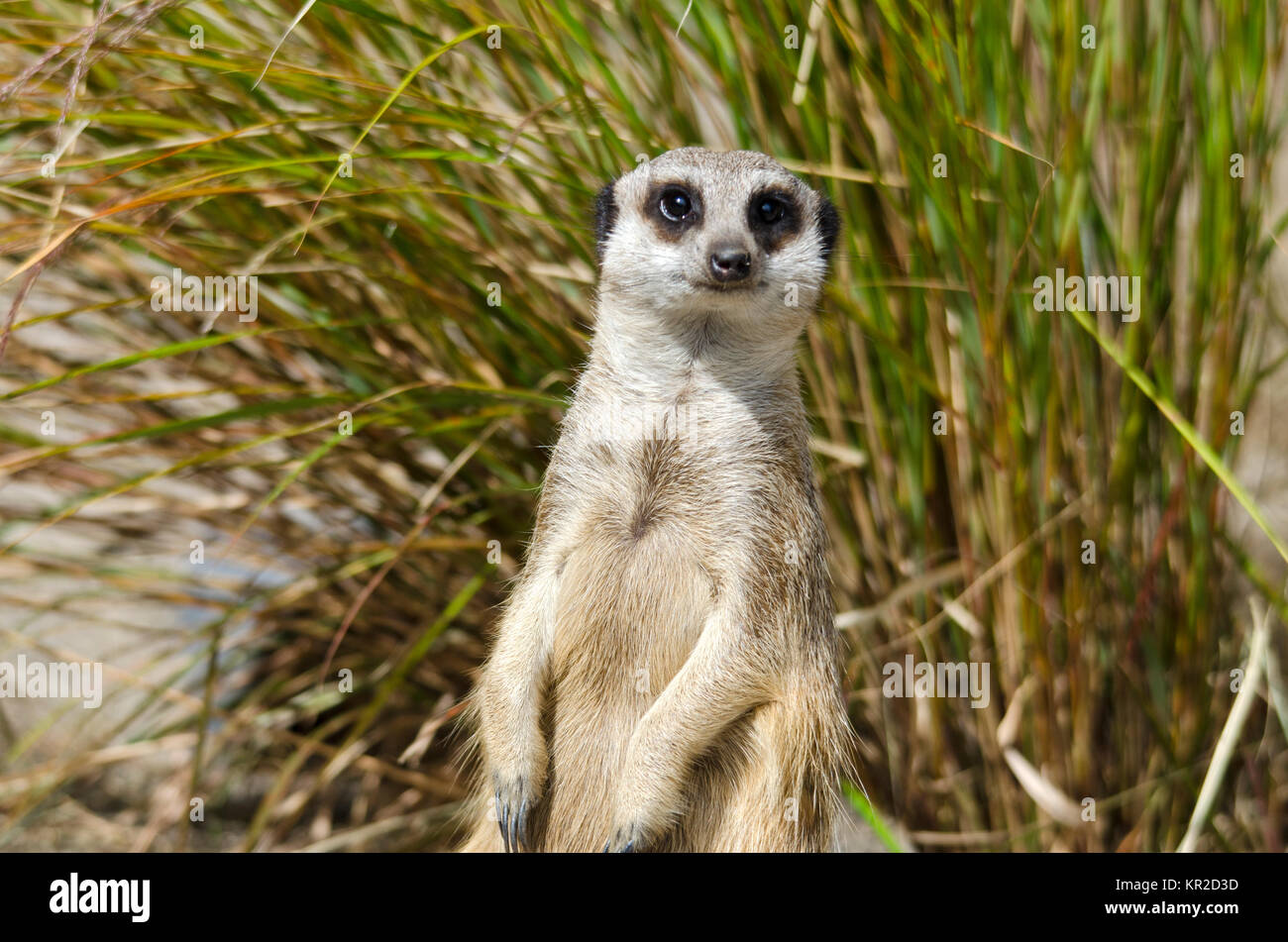 Meerkat Sitting on Guard Banque D'Images