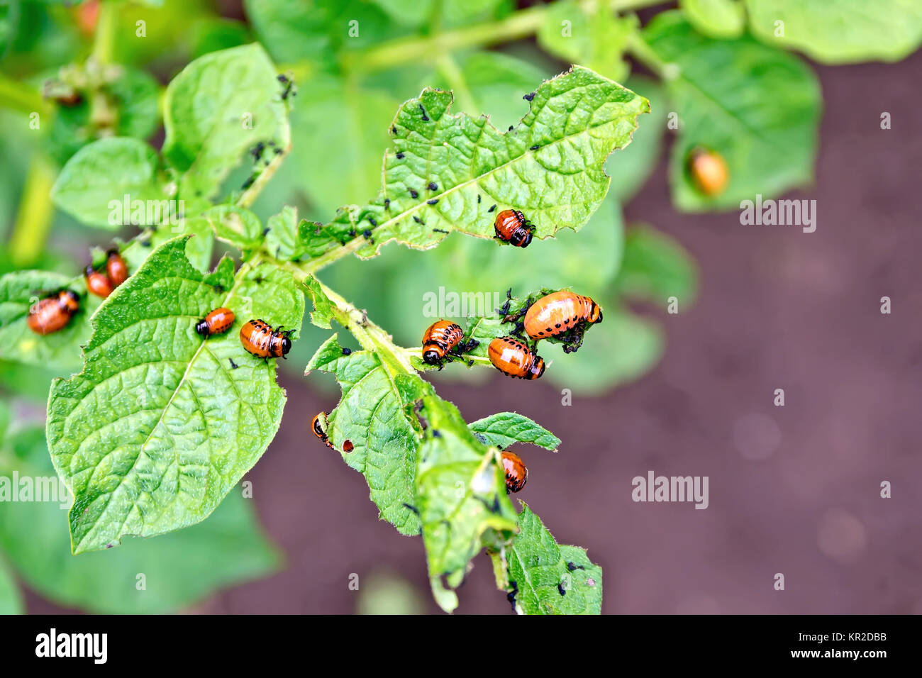 Les larves de doryphore de la pomme de terre sur les feuilles Banque D'Images