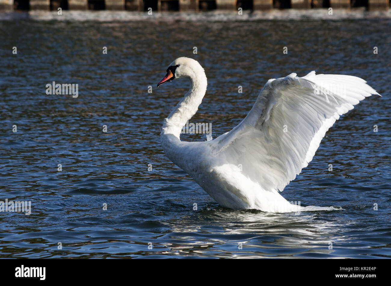 Mute swan (Cygnus olor) face ses ailes. Banque D'Images