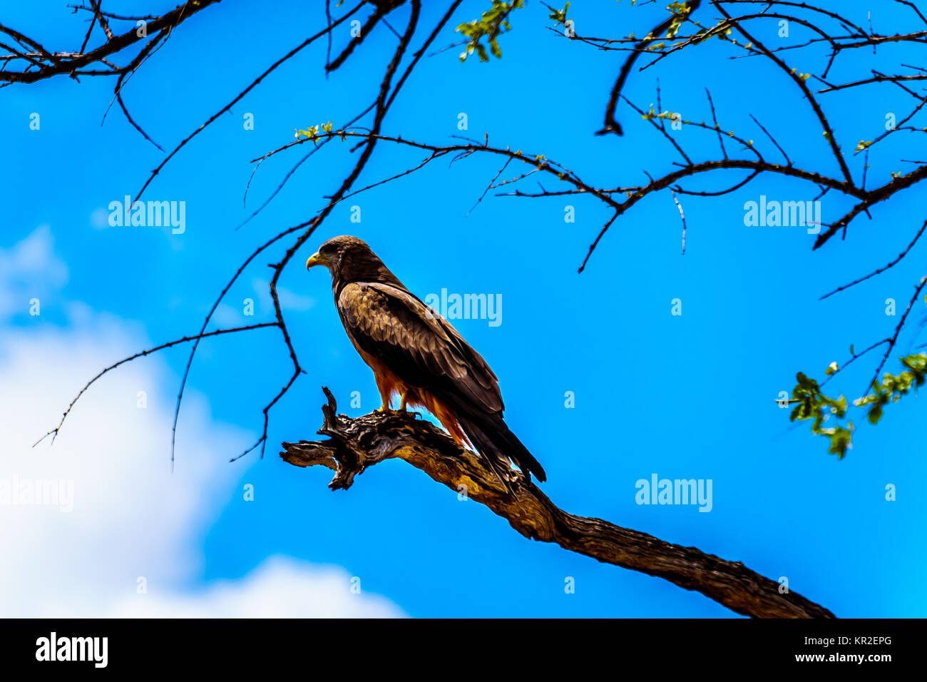 Steppe Buzzard perché sur une branche d'arbre dans le parc national Kruger en Afrique du Sud Banque D'Images