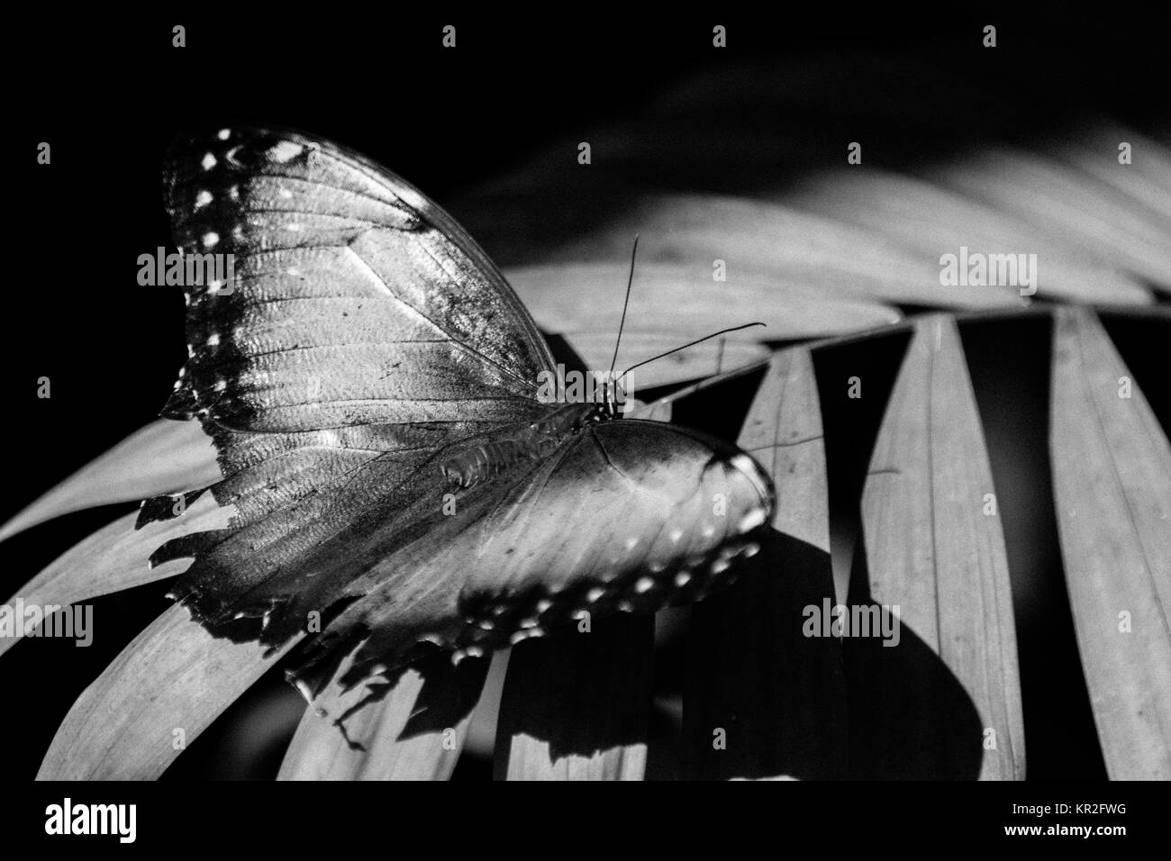 Un beau papillon perché dans une feuille en noir et blanc Banque D'Images