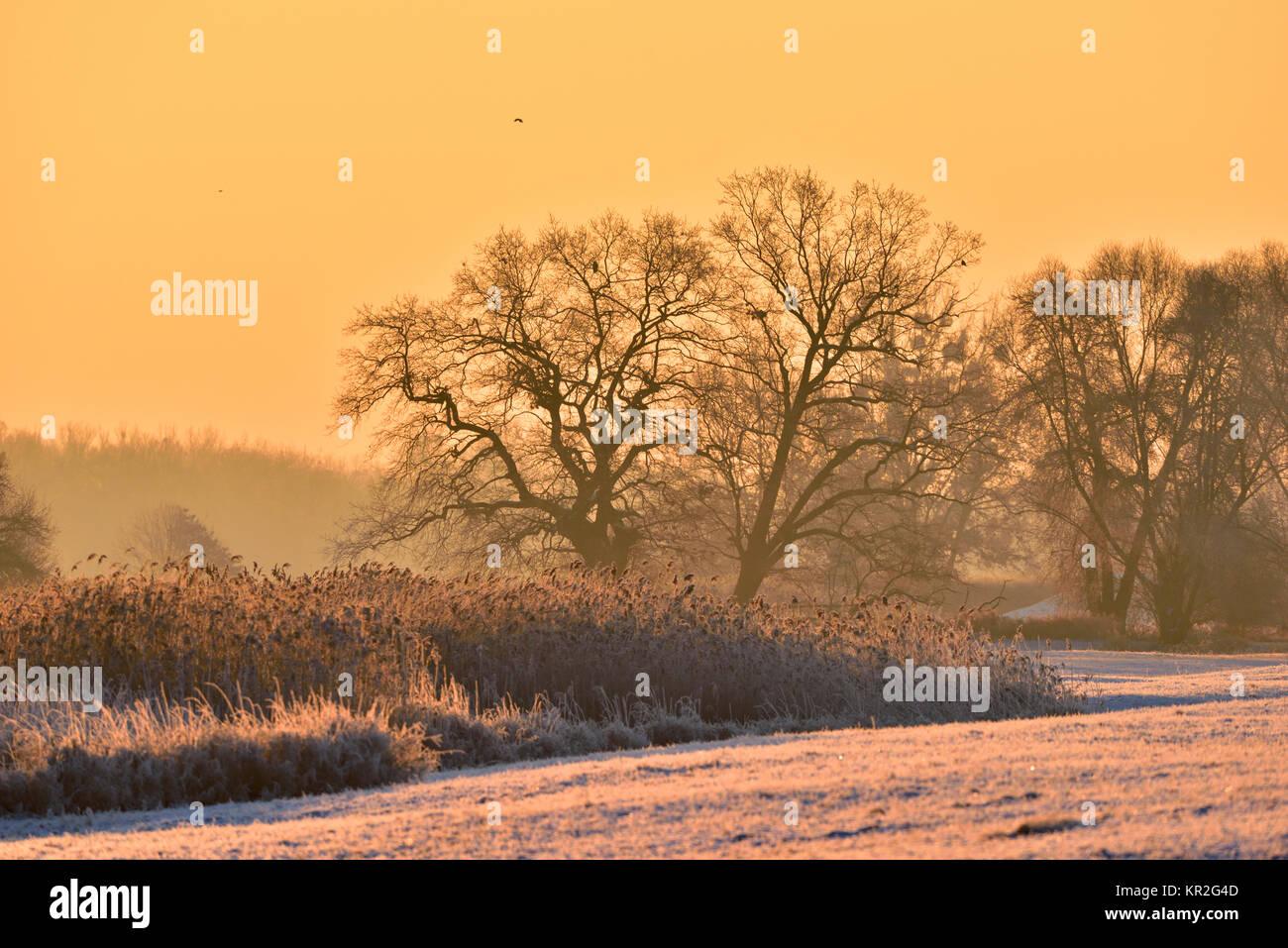 Avec la maturation du paysage alluvial au lever du soleil, l'hiver, au milieu de la Réserve de biosphère de l'Elbe, Saxe-Anhalt, Allemagne Banque D'Images