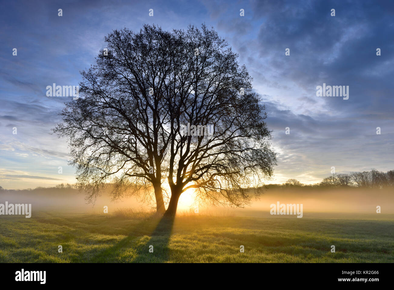 Lever du soleil arbres, brume du matin au milieu de la Réserve de biosphère de l'Elbe, Saxe-Anhalt, Allemagne Banque D'Images