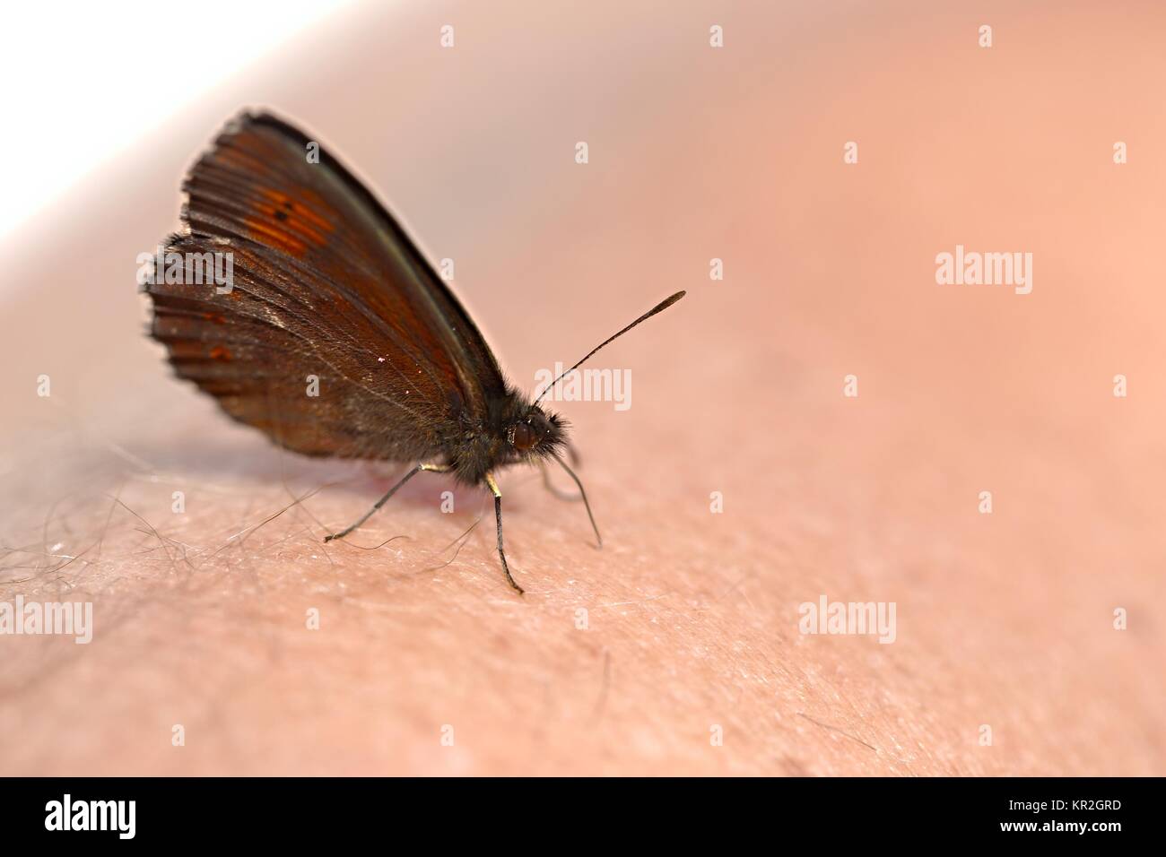 Papillon sur la peau Banque D'Images