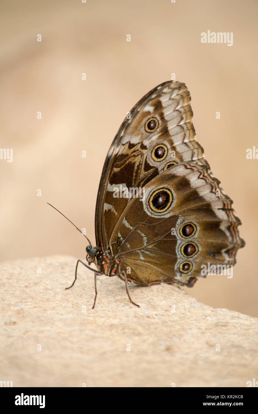 Un gros plan d'un magnifique papillon brun Banque D'Images