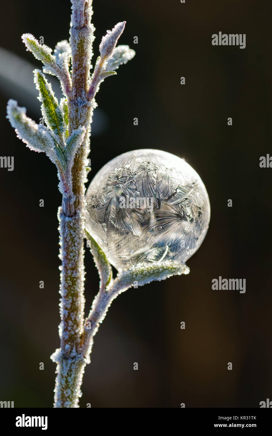 Close up d'une bulle de savon avec cristalline glacée modes sur une herbacée sage en hiver, de l'Allemagne. Banque D'Images
