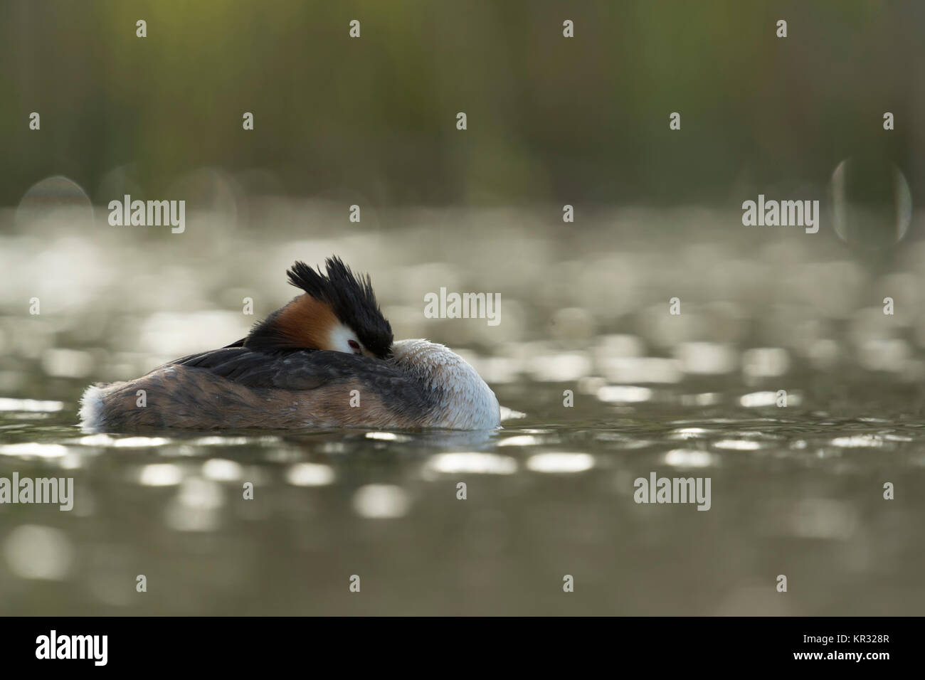 Grèbe huppé (Podiceps cristatus ) natation sur un lac, de repos, semble détendu, mais en regardant attentivement avec un oeil ouvert, l'Europe. Banque D'Images