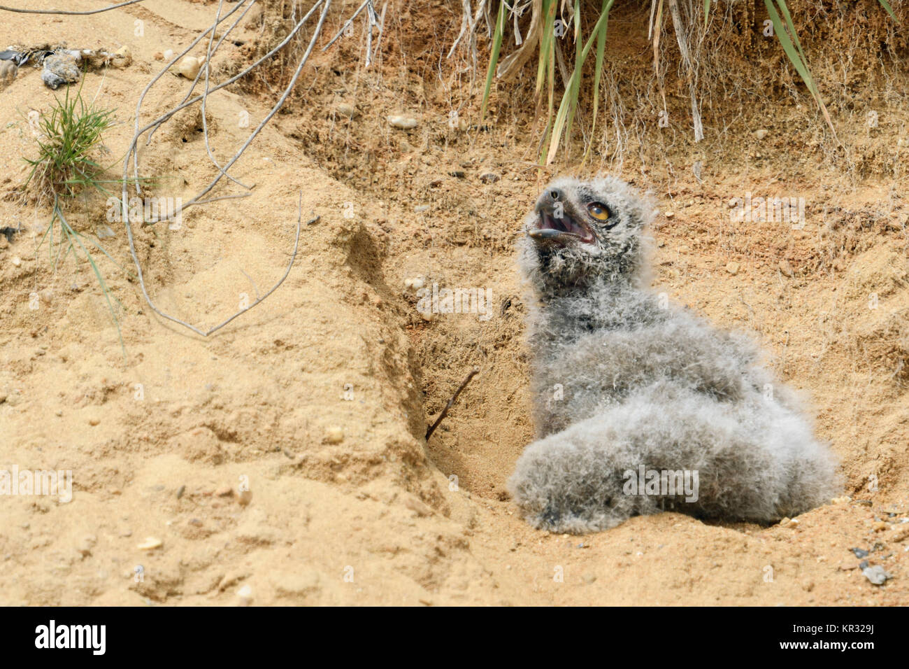 Grand Duc ( Bubo bubo ), très jeune poussin, bébé hibou, tombé en dehors de son terrier de nidification dans un bac à sable, d'impuissance, mignon, de la faune, de l'Europe. Banque D'Images