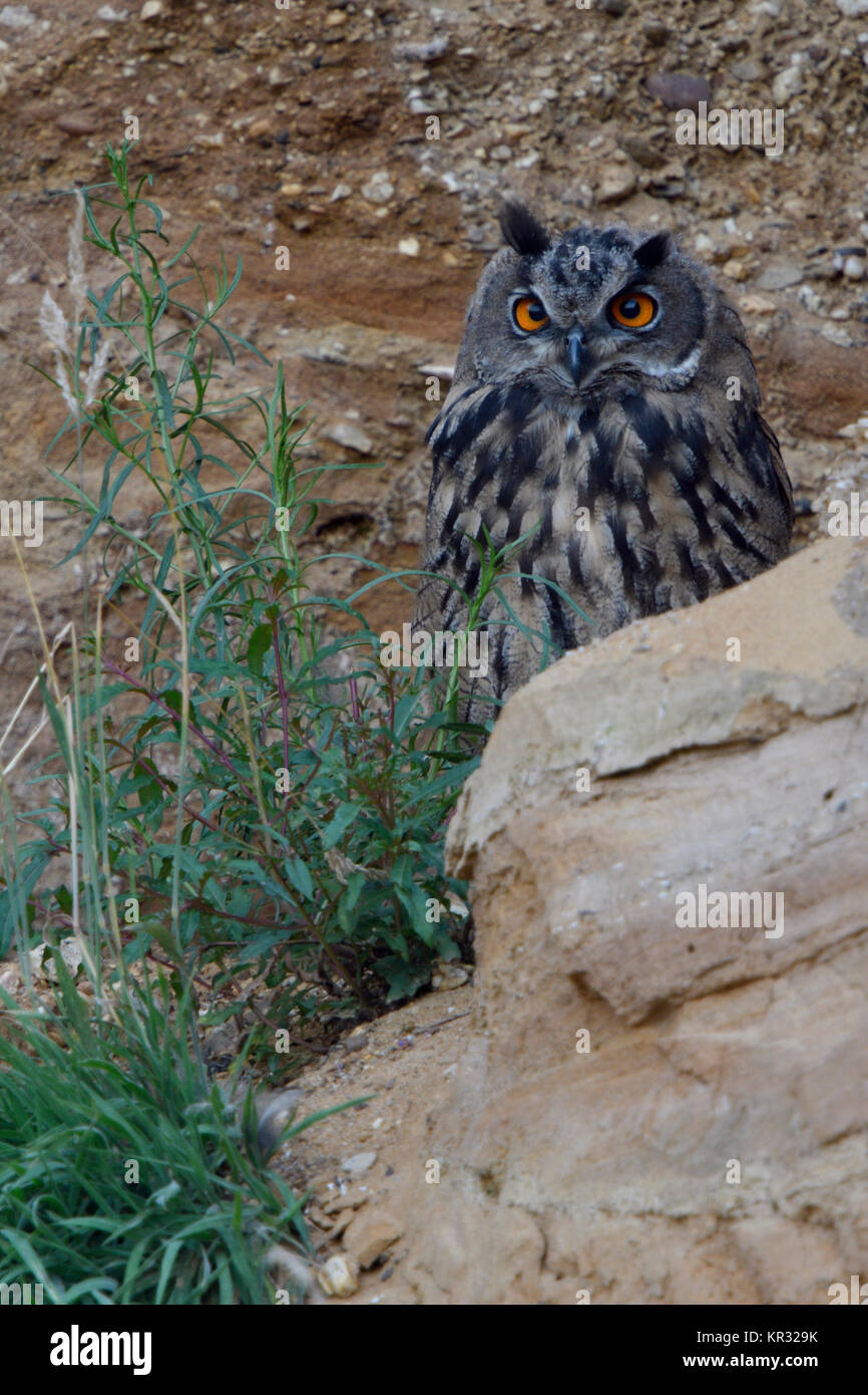 Grand / Owl Bubo bubo Europaeischer Uhu ( ), grandi, se reposer, se cacher derrière des rochers, regarder, yeux orange vif, de la faune, de l'Europe. Banque D'Images