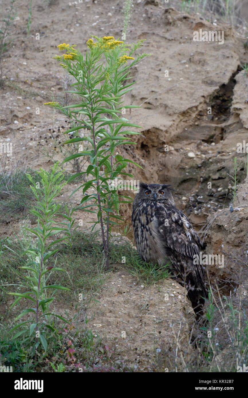 Grand Duc ( Bubo bubo ), d'oiseaux adultes, reposant à côté d'une fleur au bord d'un canal de drainage naturel dans une carrière de gravier, de la faune, de l'Europe. Banque D'Images