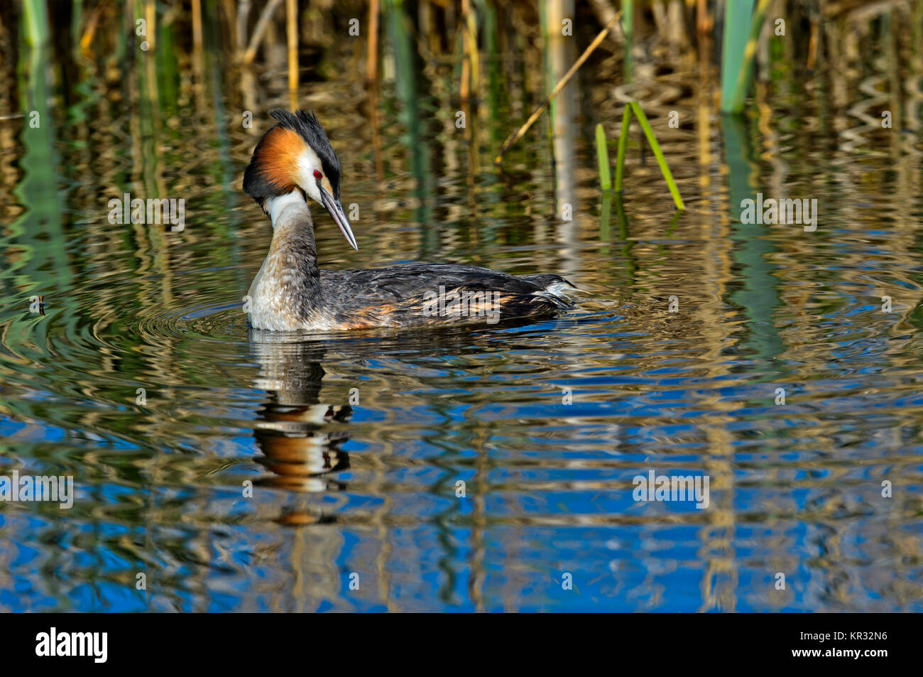 Grèbe huppé (Podiceps cristatus), Podicipedidae famille, Kinderdijk, Pays-Bas Banque D'Images