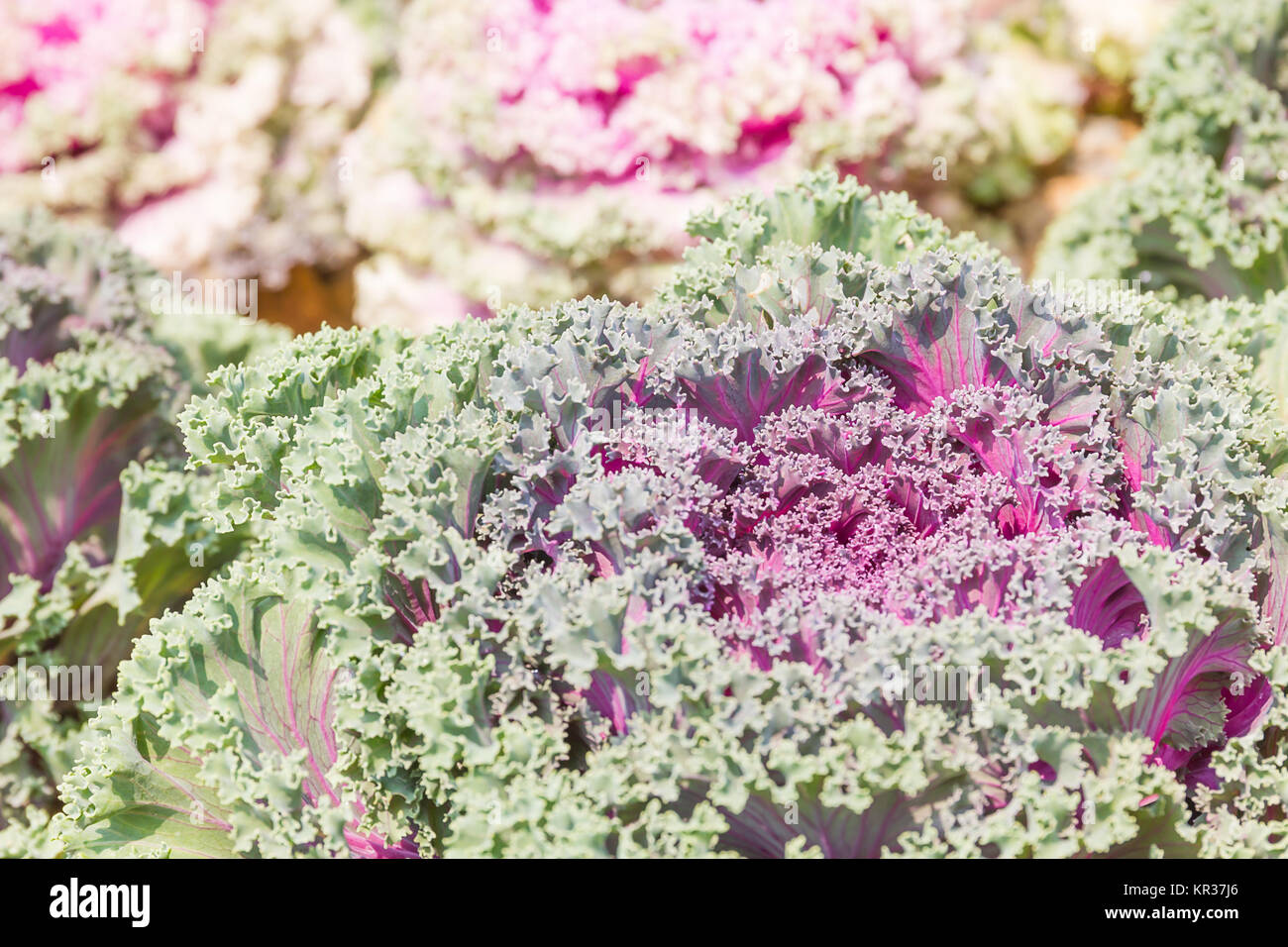 Close up fresh chou (Brassica oleracea) Feuilles d'usine Banque D'Images